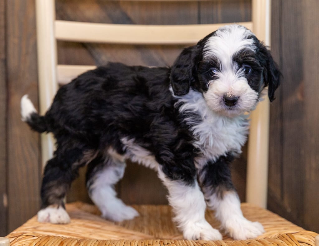 A picture of a Xoe, one of our Mini Bernedoodles puppies that went to their home in New Jersey