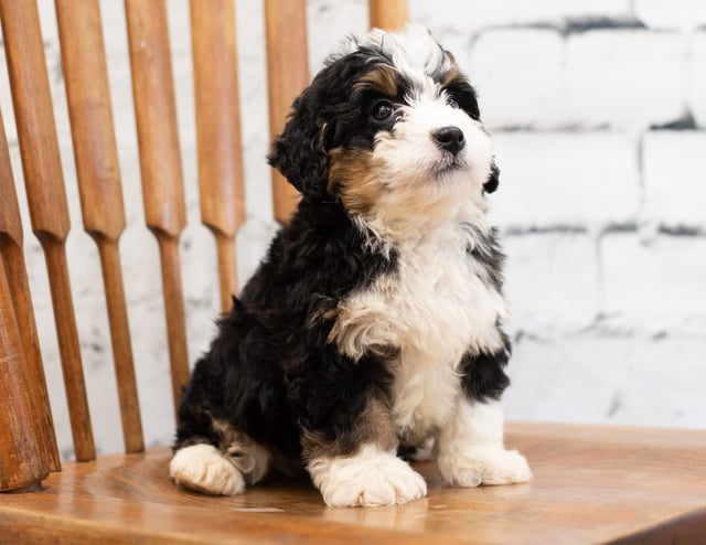 A picture of a Pixie, a gorgeous Mini Bernedoodles for sale