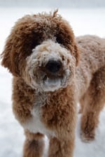 Red and white parti goldendoodle