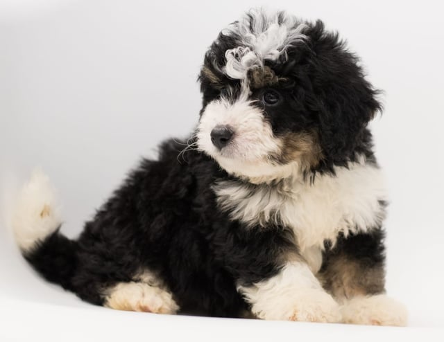 Benji came from Benji and Stanley's litter of F1 Bernedoodles