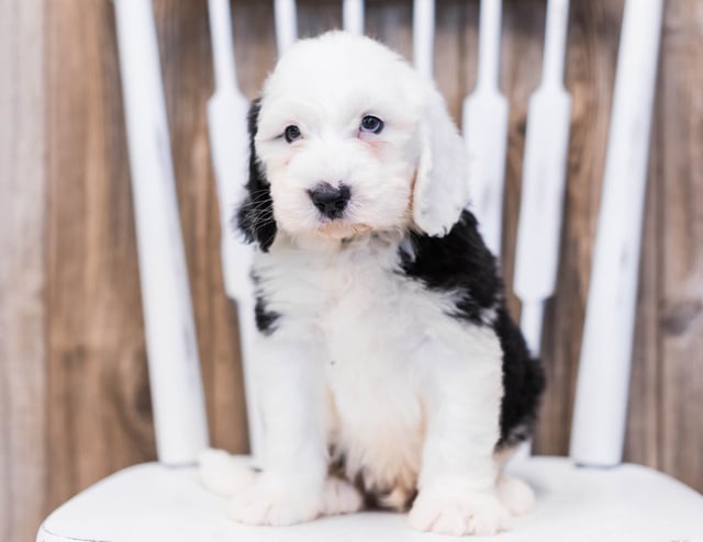 Eko came from Shandy and Bentley's litter of F1 Sheepadoodles