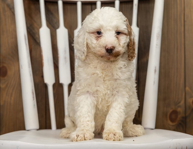 Frosty came from Dallas and Frosty's litter of F1B Goldendoodles
