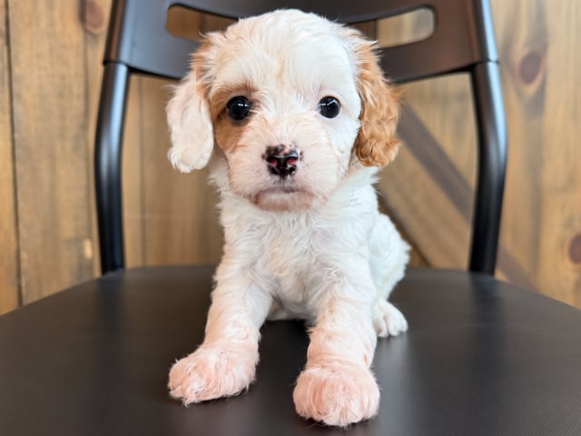 A picture of a Felicity, a gorgeous Petite Cavapoos for sale