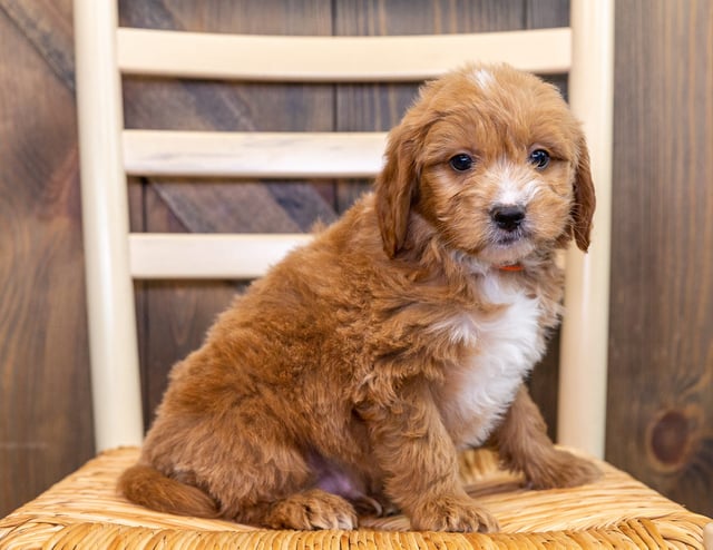 A picture of a Kane, one of our Mini Goldendoodles puppies that went to their home in Iowa