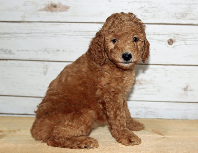 A picture of a Xyla, one of our Mini Goldendoodles puppies that went to their home in Iowa