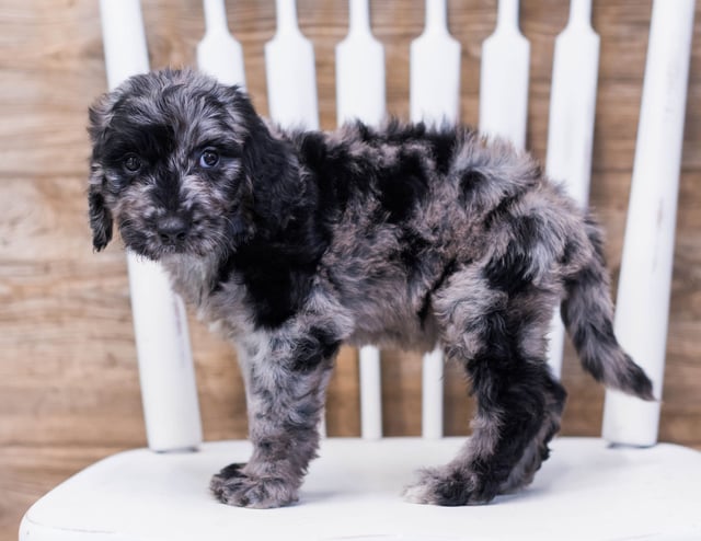 Adam is an F1B Goldendoodle that should have  and is currently living in Michigan 