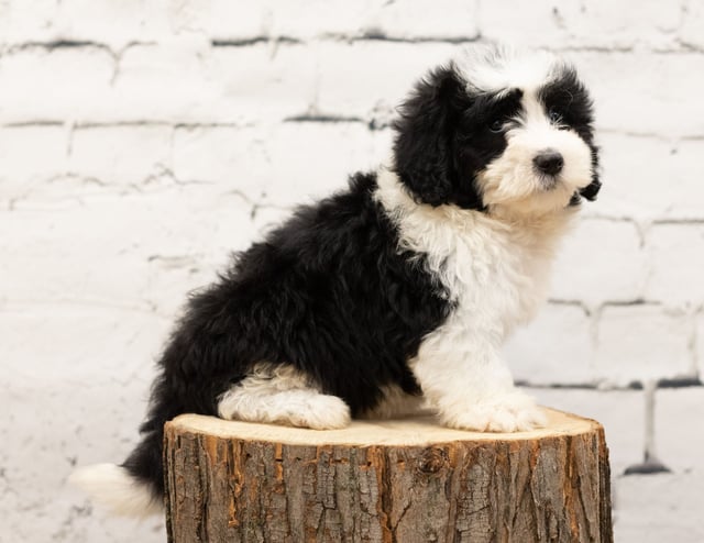 A picture of a Ruby, one of our Mini Sheepadoodles puppies that went to their home in Minnesota