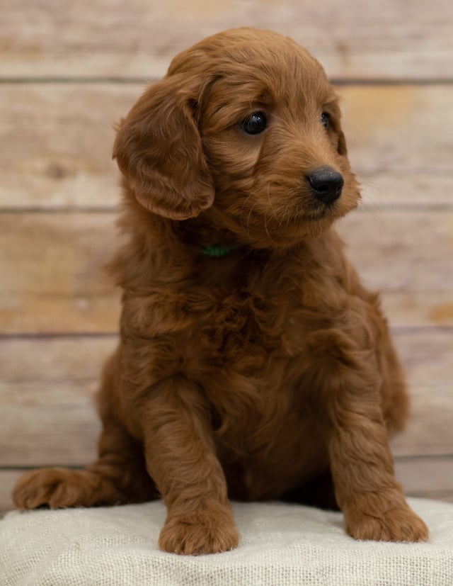 A picture of a Hope, one of our Mini Goldendoodles puppies that went to their home in Nebraska