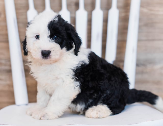 A picture of a Cliff, one of our Mini Sheepadoodles puppies that went to their home in Illinois