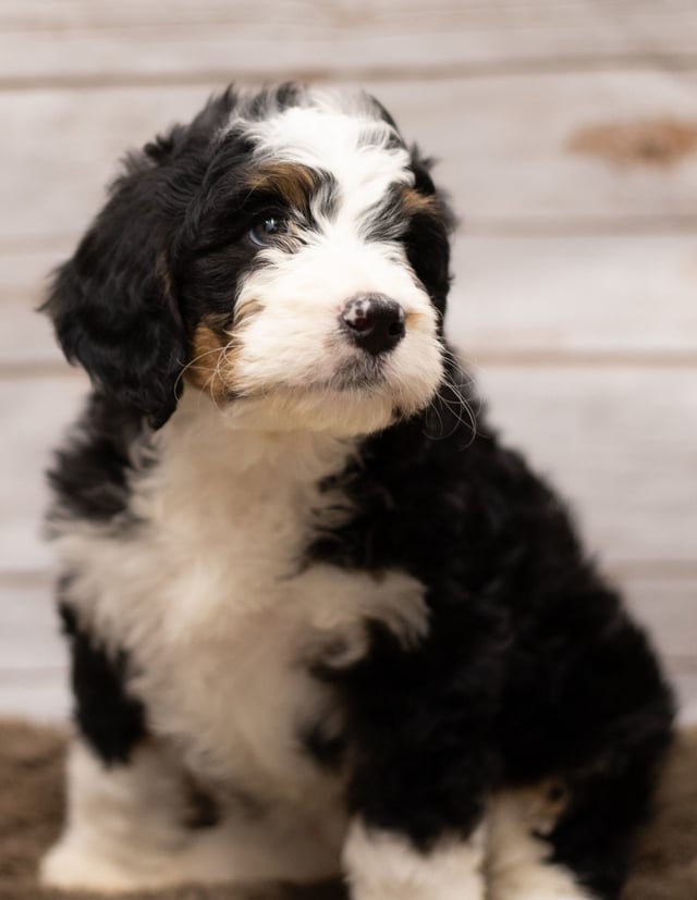 A picture of a Ibsy, one of our Standard Bernedoodles puppies that went to their home in Tennessee