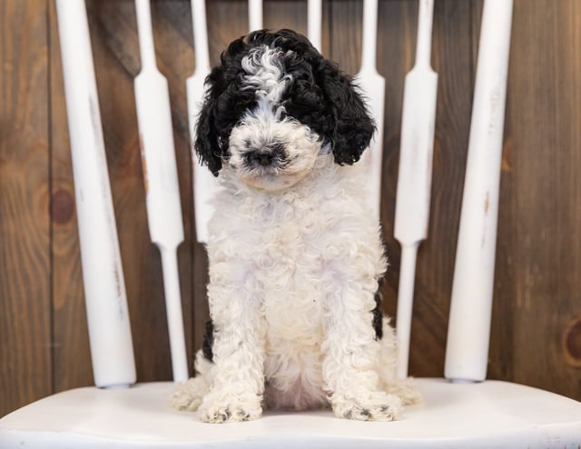 Honey came from Paris and Indy's litter of F1B Sheepadoodles