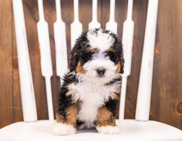Ivy is an F1 Bernedoodle for sale in Iowa.