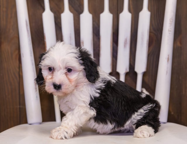 Ranger is an F1 Sheepadoodle that should have  and is currently living in New York