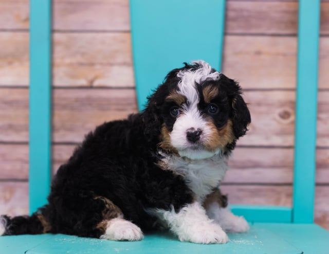 Lexy came from Sasha and Stanley's litter of F1 Bernedoodles