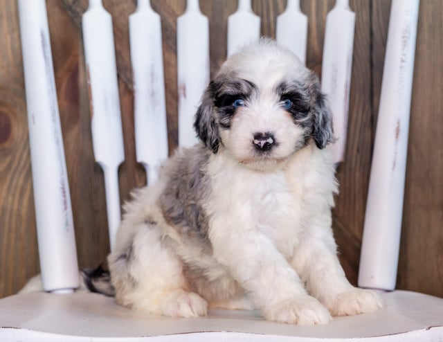 Nefa is an F1 Sheepadoodle that should have  and is currently living in Nebraska