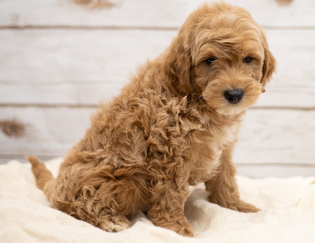 Karel was born on 01/04/2019 and is a Virginia Goldendoodle
