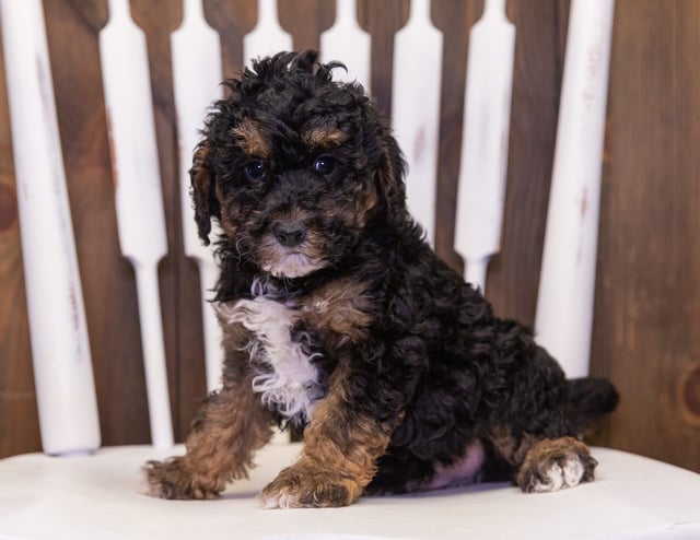 Poodles bred in in Iowa by Poodles 2 Doodles