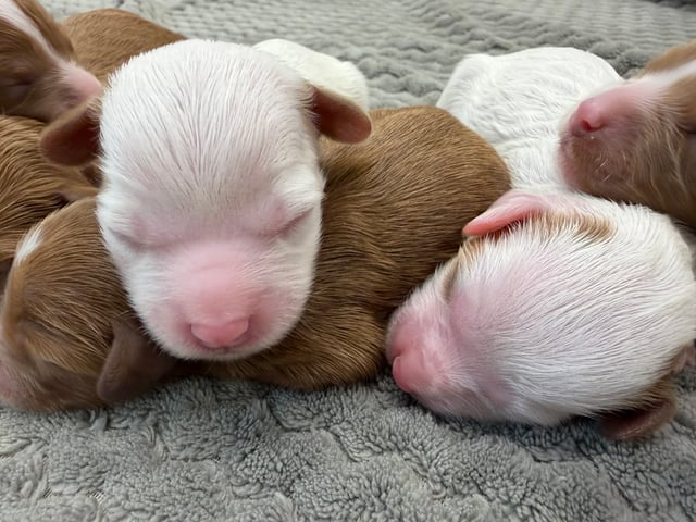 Gorgeous Petite Cavapoos available for sale!