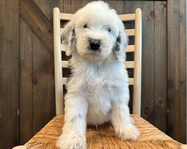 A picture of a Kane, one of our Standard Sheepadoodles puppies that went to their home in New Jersey 