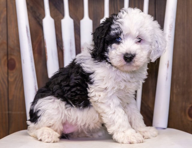 A picture of a Stella, one of our Mini Sheepadoodles puppies that went to their home in Tennessee