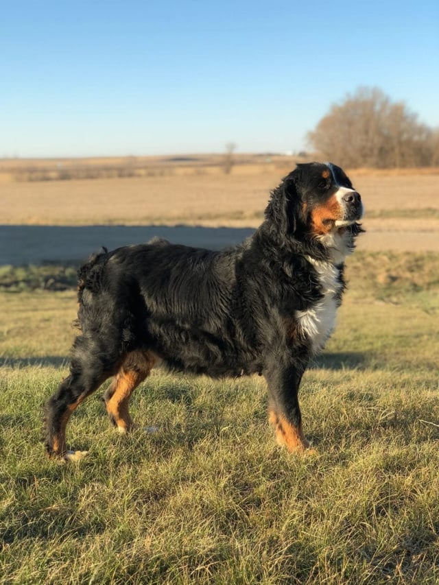 A picture of one of our Bernese Mountain Dog mother's, Kiaya.