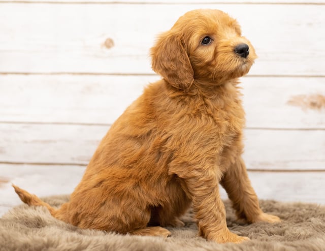 Another great picture of Orga, a Goldendoodles puppy