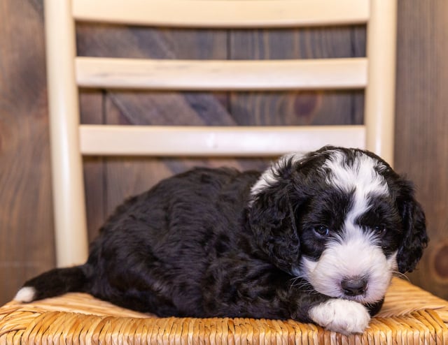 A picture of a Gil, one of our Mini Sheepadoodles puppies that went to their home in Iowa