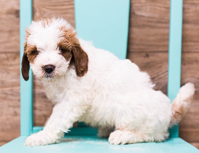 Dice is an F1B Goldendoodle that should have  and is currently living in Nebraska