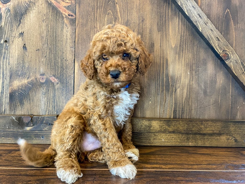 A picture of a Parker, one of our Petite Goldendoodles puppies that went to their home in Missouri