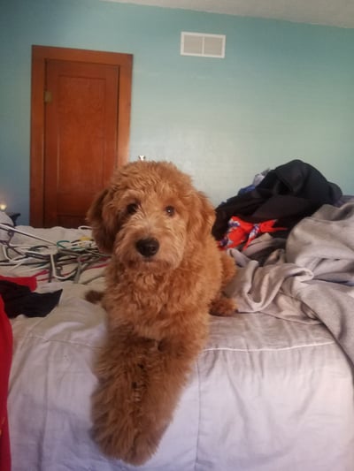 Red Mini F1 Goldenbdoodle available