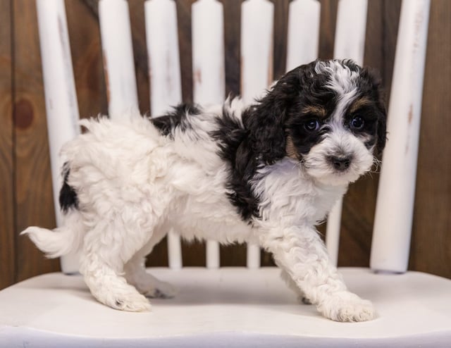 A picture of a Willow, one of our Mini Sheepadoodles puppies that went to their home in Illinois