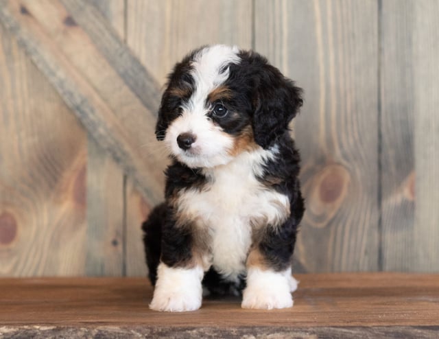 A picture of a Cora, one of our Mini Bernedoodles puppies that went to their home in Maryland