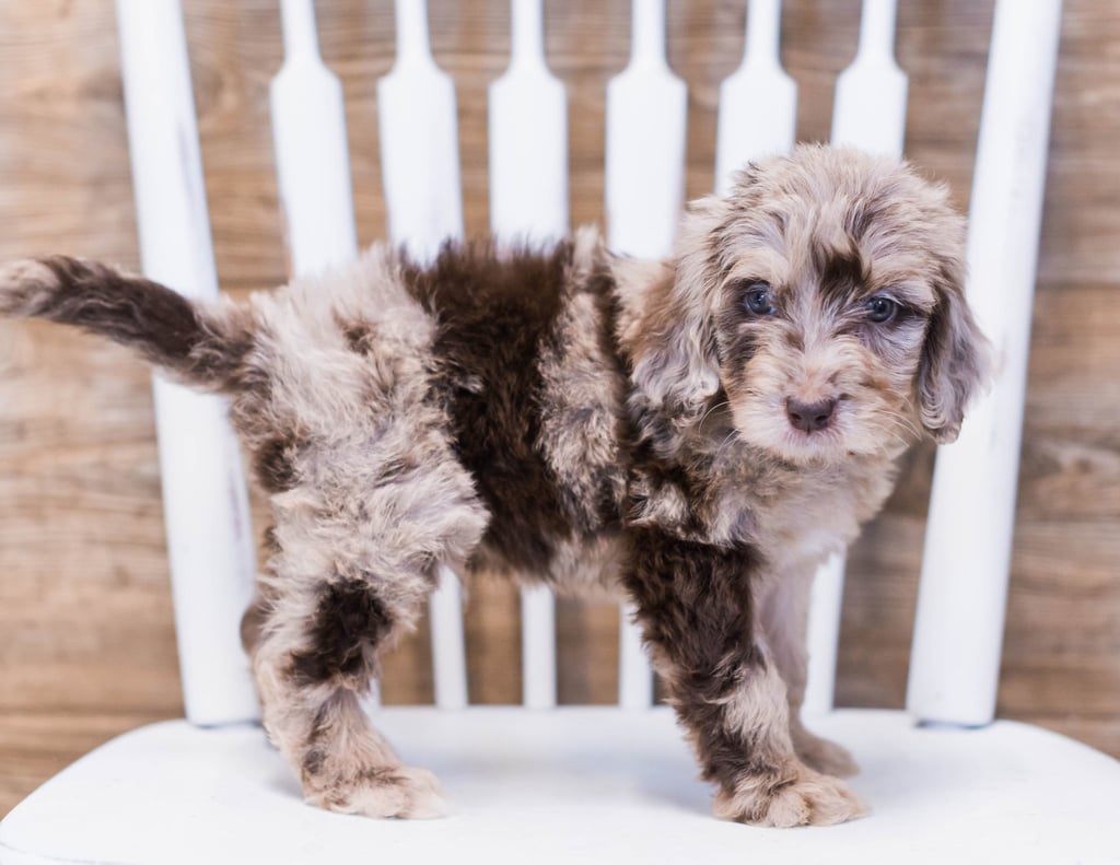 Compare and contrast Goldendoodles with other doodle types at our breed comparison page!