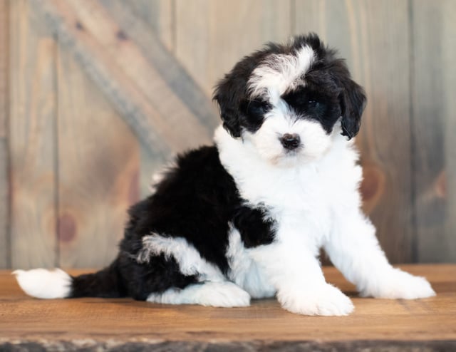 Vera is an F1 Sheepadoodle that should have  and is currently living in Colorado
