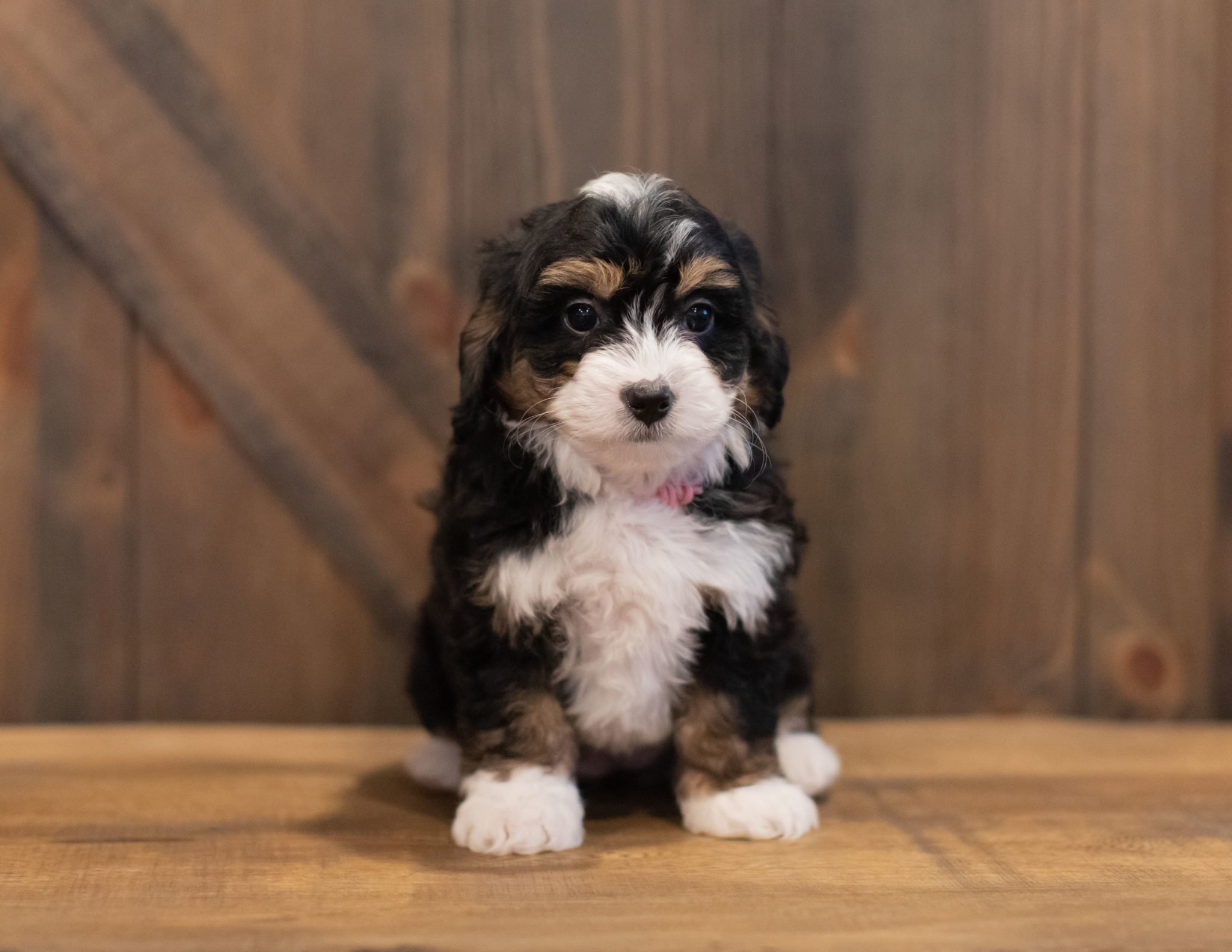 A litter of Mini Bernedoodles raised in Iowa by Poodles 2 Doodles