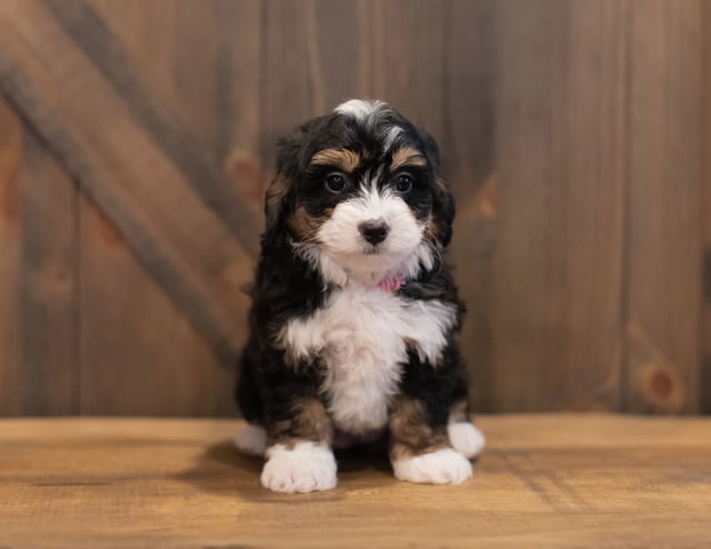 A picture of a Sage, one of our Mini Bernedoodles puppies that went to their home in Wisconsin 