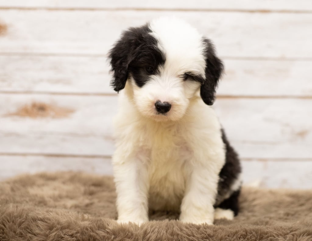 Miko is an F1 Sheepadoodle.