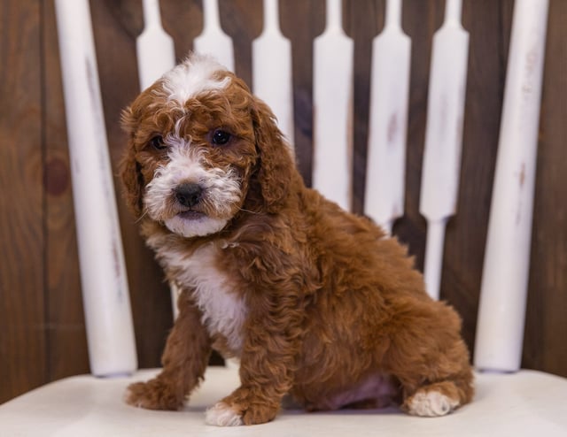 Oliver is an F2B Goldendoodle that should have  and is currently living in New York