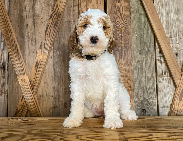 A picture of a Mya, one of our Mini Goldendoodles puppies that went to their home in New York