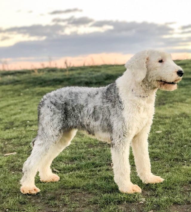 Kami is an  Old English Sheepdog and a mother here at Poodles 2 Doodles - Best Sheepadoodle and Goldendoodle Breeder in Iowa