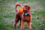 Dark red mini Goldendoodle