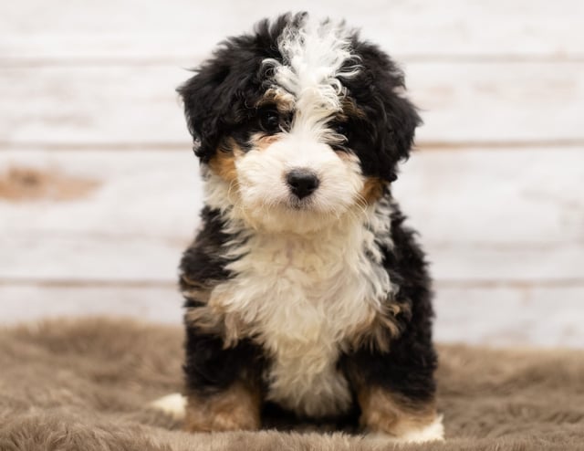 A picture of a Nam, a gorgeous Mini Bernedoodles for sale