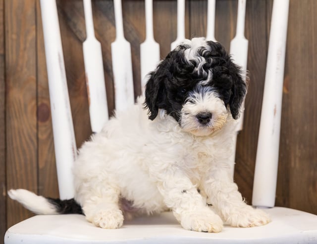 A picture of a Hilda, one of our Mini Sheepadoodles puppies that went to their home in Washington