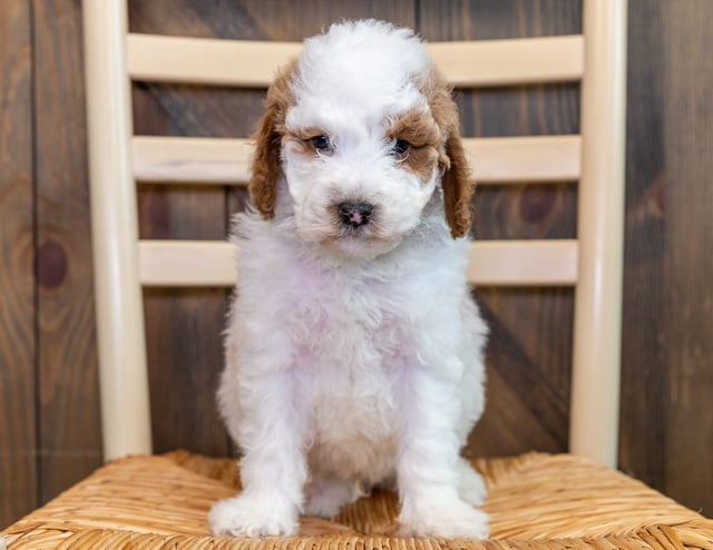 Oscar came from LuLu and Milo's litter of F1B Goldendoodles