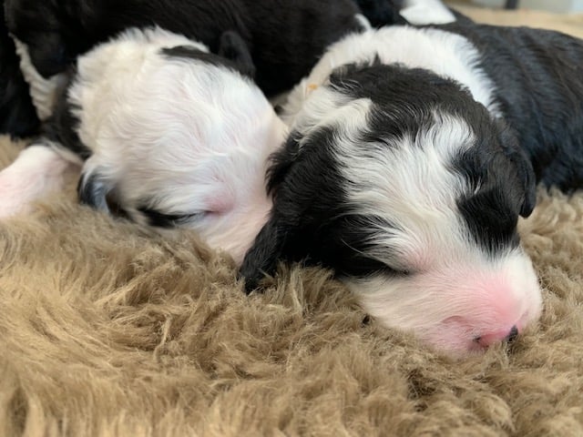 Another pic of our recent Sheepadoodle litter