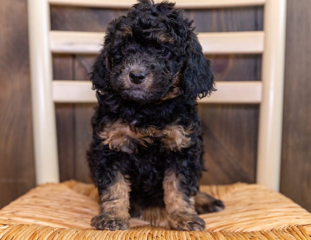 Compare and contrast Bernedoodles with other doodle types on our breed comparison page