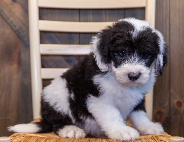 A picture of a Moose, one of our Standard Sheepadoodles puppies that went to their home in Iowa