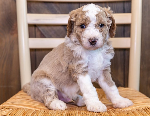 A picture of a Woody, a gorgeous Mini Goldendoodles for sale