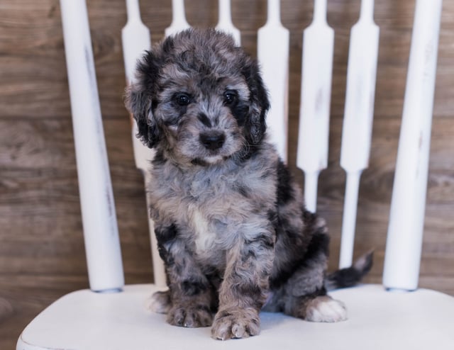 Vana is an F1 Goldendoodle that should have  and is currently living in Colorado 