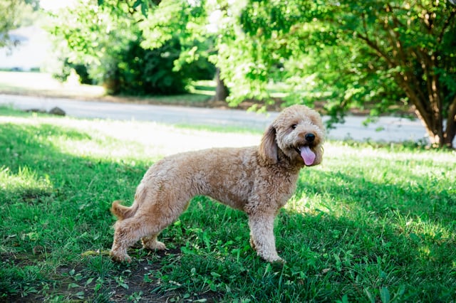 A picture of one of our Goldendoodle mother's, Penny.